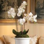 Phalaenopsis orchid styled in white decorative planter against classic interior backdrop