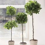 Faux Ficus Topiary in Pot, 31" image 1