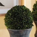 Product Image 2 for Boxwood Ball from Napa Home And Garden