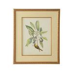 Product Image 1 for Catesby Bird & Botanical Artwork V from Chelsea House
