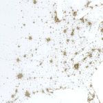 Product Image 5 for Gold Map, Usa White from Four Hands