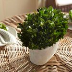 Product Image 4 for Boxwood Bush In Oval Pot from Napa Home And Garden