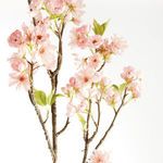 Product Image 2 for Double Cherry Blossom Branches , Set Of 2 from Napa Home And Garden
