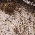 Product Image 5 for Bough by Shade Degges - Vertical Grain 1.5 White Oak from Four Hands