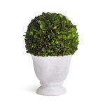 Product Image 1 for Boxwood Ball Topiary In Pot from Napa Home And Garden
