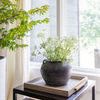 Close-up of brushed brass tray on a black side table next to a green plant and window with natural sunlight