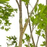 Product Image 3 for Faux Pieris Tree from Four Hands