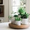 Product Image 14 for White Italian Olive Jar Planter from etúHOME