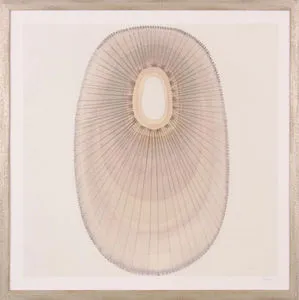 Product Image 1 for Shell II Art from Shadow Catchers