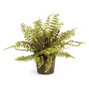 Product Image 1 for Boston Fern Drop-In from Napa Home And Garden
