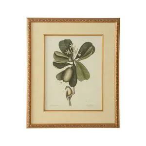 Product Image 1 for Catesby Bird & Botanical Artwork III from Chelsea House