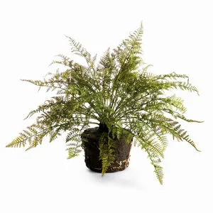 Product Image 1 for Soft Fern Drop-In from Napa Home And Garden