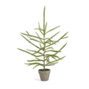 Product Image 1 for Zoe Norfolk Small Pine Potted Seedling from Park Hill Collection