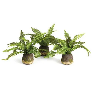 Product Image 1 for Boston Fern Drop-ins, Set Of 3 from Napa Home And Garden