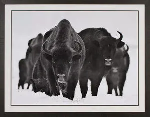 Product Image 1 for Stampede Art from Shadow Catchers