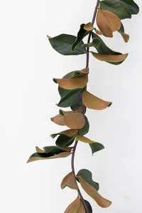 Product Image 4 for Louise 4.5' Magnolia Leaf Garland from Raz Imports