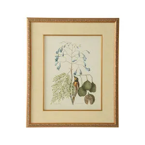 Product Image 1 for Catesby Bird & Botanical Artwork II from Chelsea House