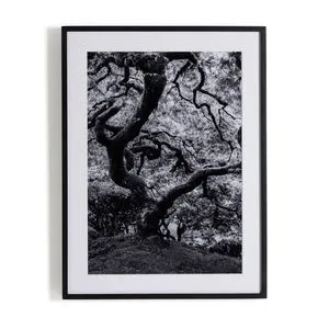 Product Image 1 for Tree Gaze IV By Coup D'esprit, Framed Landscape Photography from Four Hands