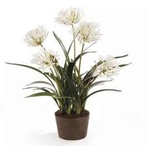 Product Image 1 for Agapanthus Drop-In from Napa Home And Garden
