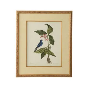 Product Image 1 for Catesby Bird & Botanical Artwork IV from Chelsea House