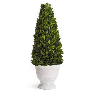 Product Image 1 for English Boxwood Cone Topiary In Pot from Napa Home And Garden