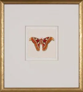 Product Image 1 for Velvet Wings II 15"x16" Watercolor Painting from Shadow Catchers