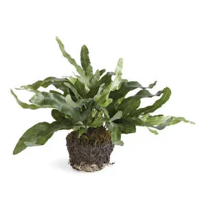 Product Image 1 for Echeveria Fern Drop-In from Napa Home And Garden