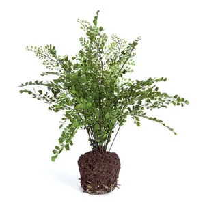 Product Image 1 for Maidenhair Drop-In from Napa Home And Garden