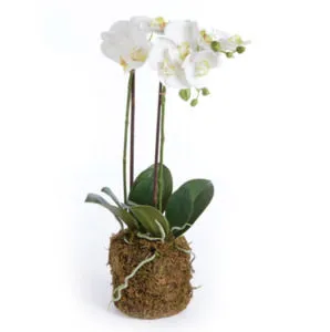 Product Image 1 for Phalaenopsis Orchid Drop-In 44" from Napa Home And Garden