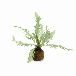 Product Image 1 for Birds Nest Fern Drop-In 9 from Napa Home And Garden