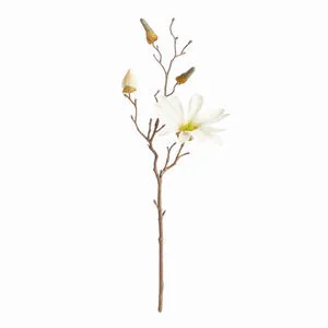Product Image 1 for Star Magnolia Stems , Set Of 6 from Napa Home And Garden