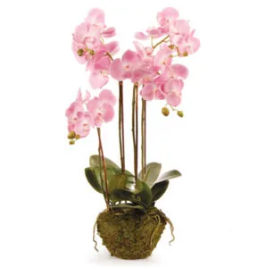 Product Image 3 for Phalaenopsis Orchid Drop-In 44" from Napa Home And Garden