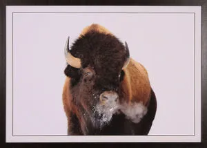 Product Image 1 for Bold Bison from Shadow Catchers