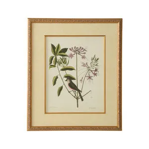 Product Image 1 for Catesby Bird & Botanical Artwork I from Chelsea House