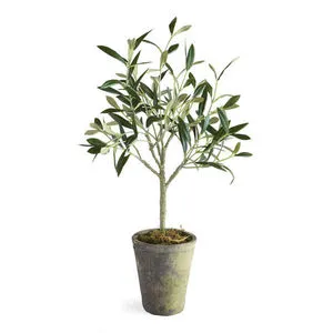 Product Image 1 for Olive Tree Potted from Napa Home And Garden