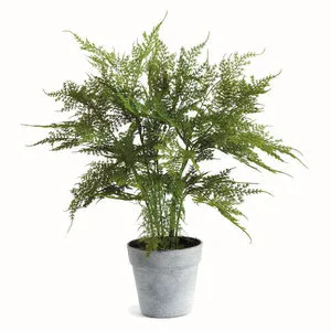 Product Image 1 for Plumosa Fern Drop-In 21" from Napa Home And Garden