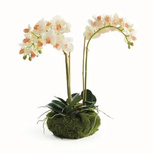 Product Image 1 for Phalaenopsis 16" Mini Garden Drop-In from Napa Home And Garden