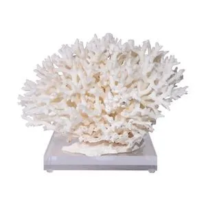 Product Image 1 for Birdsnest Coral 10 from Legend of Asia