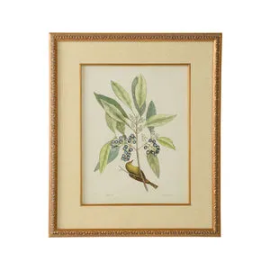 Product Image 1 for Catesby Bird & Botanical Artwork V from Chelsea House