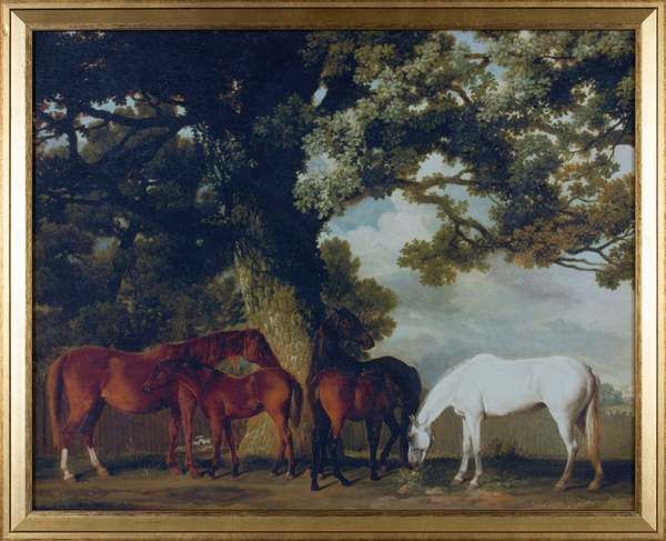 Stallions in Shade image 1