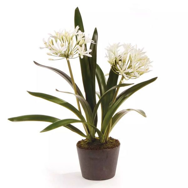 Product Image 1 for Agapanthus Drop-In from Napa Home And Garden