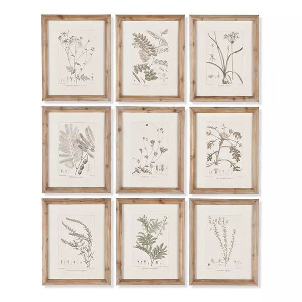 Botanical Illustrations, Set Of 9 image 1