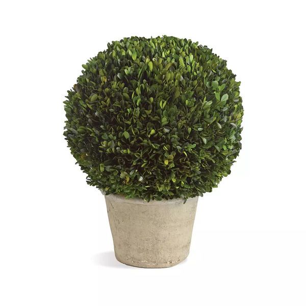 Boxwood Ball In Pot image 1