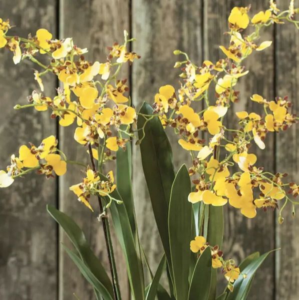 Dancing Orchid Drop-In 32" image 3