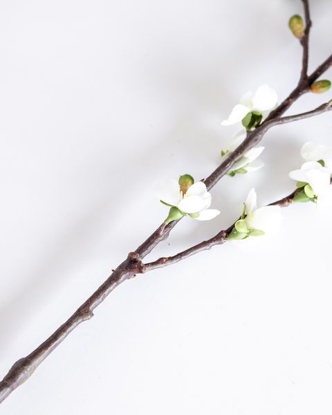 Product Image 4 for Gwendolyn Blossom Branches - 48", Bundle of 2 from Napa Home And Garden