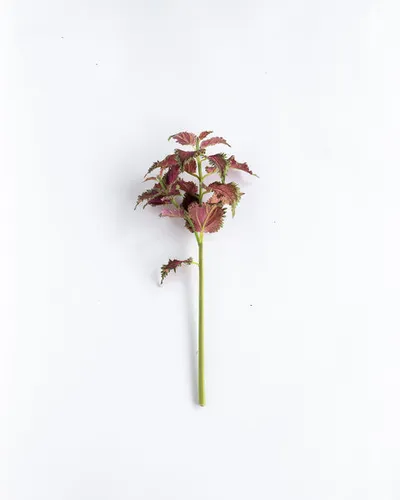 Gemma Coleus Stem - 22", Single