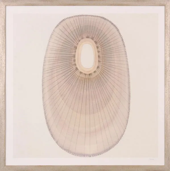 Product Image 1 for Shell II Art from Shadow Catchers