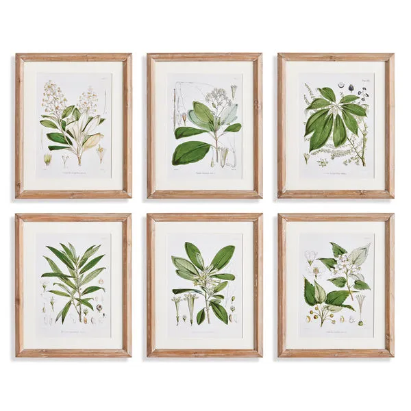 Product Image 1 for Classic Flower And Leaf Study, Set Of 6 from Napa Home And Garden