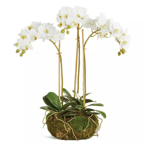 Product Image 1 for Phalaenopsis Orchid Mini Garden Drop In 16" from Napa Home And Garden