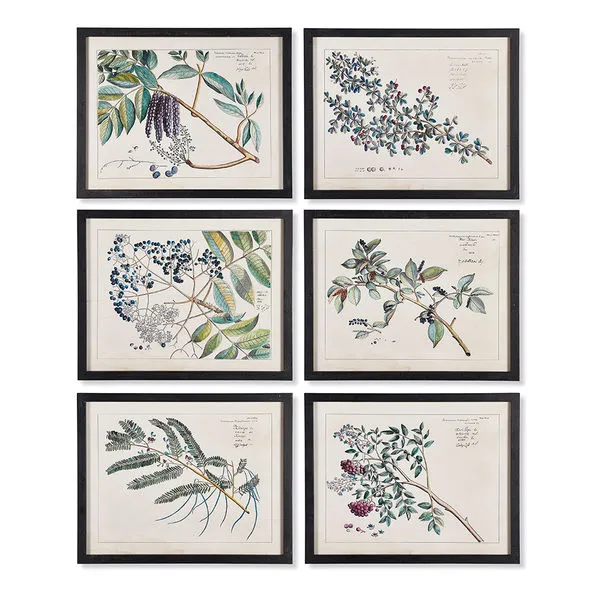 Product Image 1 for Berry Branch Botanical Study, Set Of 6 from Napa Home And Garden